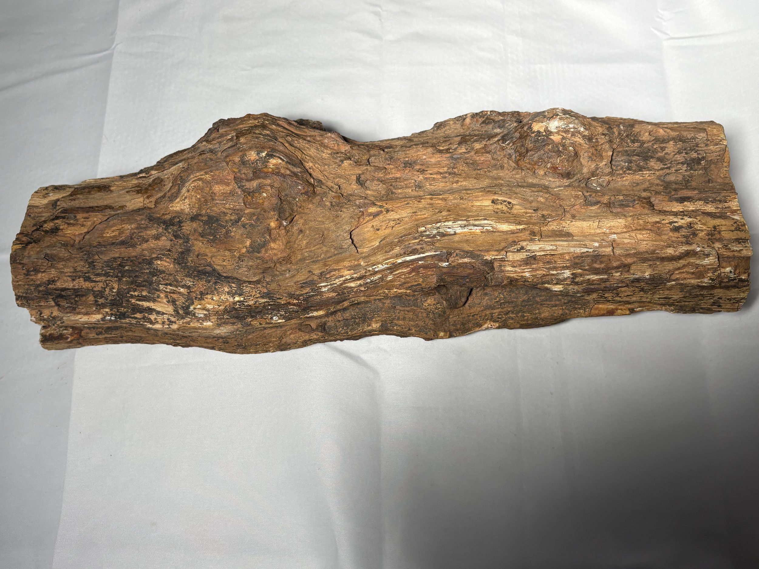 Bois silicifié
