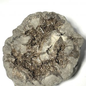 Septaria avec cristaux de Barytine