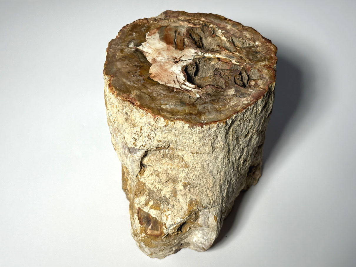 Bois silicifié