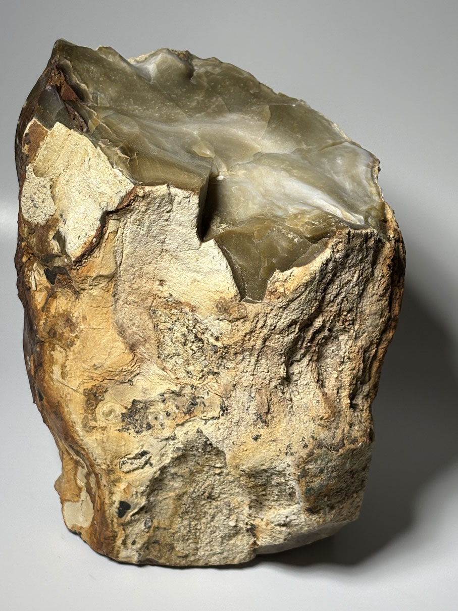 Bois fossile